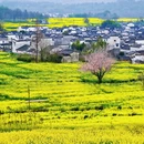 黄山旅游 缩略图 1