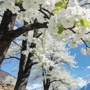 阿坝旅游 缩略图 2