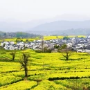 黄山旅游 缩略图 11