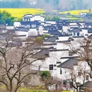 黄山旅游 缩略图 12