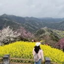 黄山旅游 缩略图 5