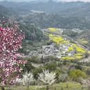 黄山旅游 缩略图 6