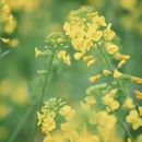 黄山旅游 缩略图 7