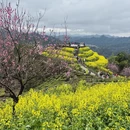 黄山旅游 缩略图 14