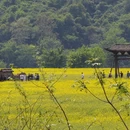 黄山旅游 缩略图 2