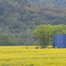 黄山旅游 缩略图 3