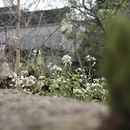 黄山旅游 缩略图 7