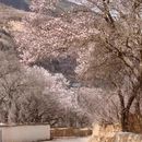 甘孜旅游 缩略图 4