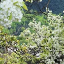 阿坝旅游 缩略图 5