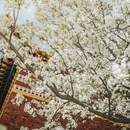 阿坝旅游 缩略图 5