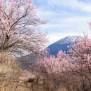 甘孜旅游 缩略图 5