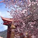 甘孜旅游 缩略图 6
