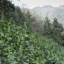 黄山旅游 缩略图 4