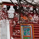 甘孜旅游 缩略图 7