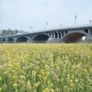 黄山旅游 缩略图 4