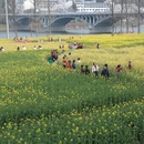 黄山旅游 缩略图 5