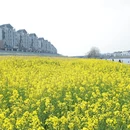 黄山旅游 缩略图 7