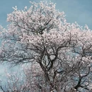 甘孜旅游 缩略图 10