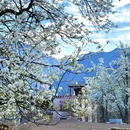 成都旅游 缩略图 5