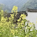 黄山旅游 缩略图 2