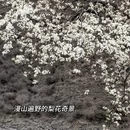 成都旅游 缩略图 6