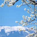 成都旅游 缩略图 8
