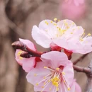 阿坝旅游 缩略图 4