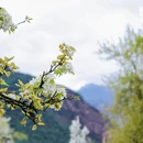 甘孜旅游 缩略图 2