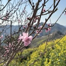 黄山旅游 缩略图 7