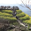 黄山旅游 缩略图 8
