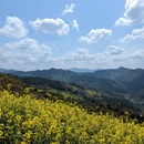 黄山旅游 缩略图 3