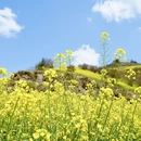 黄山旅游 缩略图 4