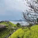 黄山旅游 缩略图 7