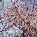 阿坝旅游 缩略图 7