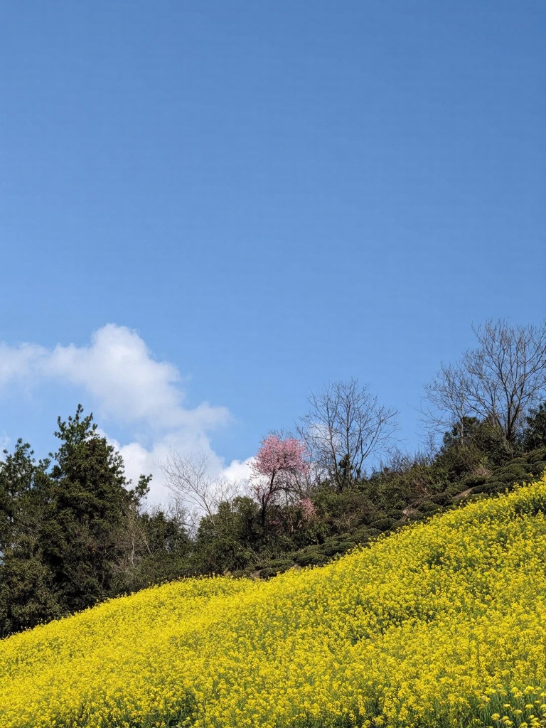 黄山旅游