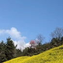 黄山旅游 缩略图 1