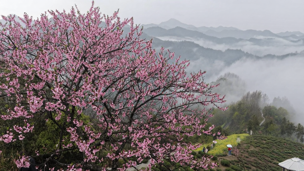 黄山旅游