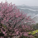 黄山旅游 缩略图 1