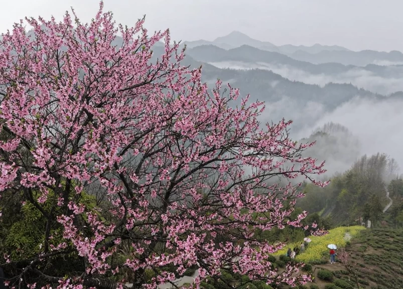 黄山旅游 1