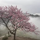 黄山旅游 缩略图 2