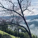 黄山旅游 缩略图 10