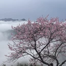 黄山旅游 缩略图 11