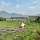 黄山旅游 缩略图 18