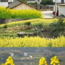 黄山旅游 缩略图 3