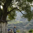 黄山旅游 缩略图 5