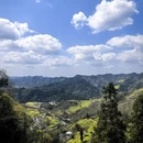 黄山旅游 缩略图 12