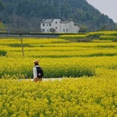 黄山旅游 缩略图 8