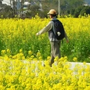 黄山旅游 缩略图 7