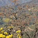 黄山旅游 缩略图 6