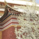 阿坝旅游 缩略图 4